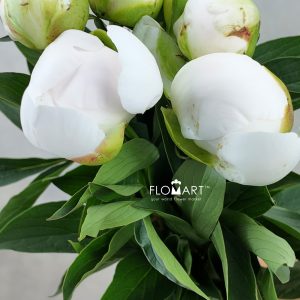 Paeonia Shirayuki Hime