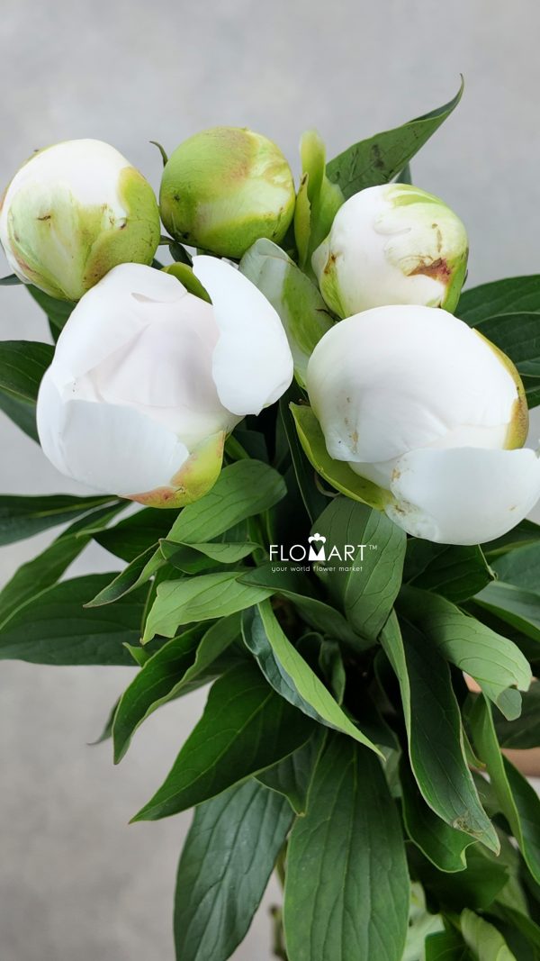 Paeonia Shirayuki Hime