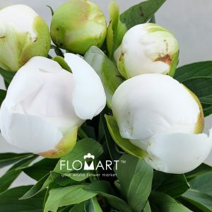Paeonia Shirayuki Hime - Image 2