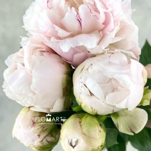 Paeonia Takino Yosooi