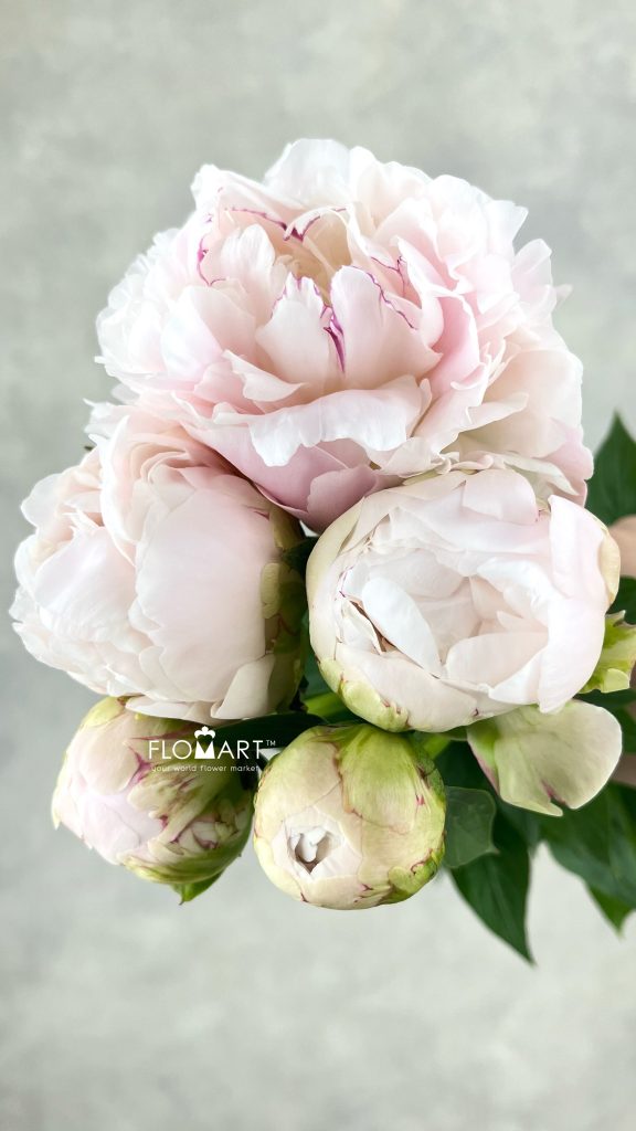 Paeonia Takino Yosooi