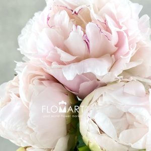 Paeonia Takino Yosooi - Image 2