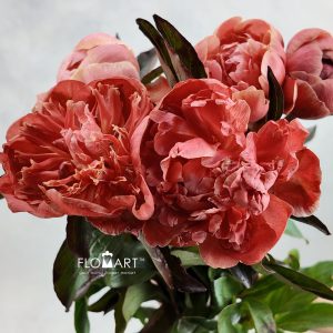 Paeonia VIP Amaretto