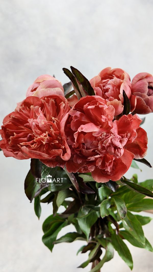 Paeonia VIP Amaretto