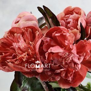 Paeonia VIP Amaretto - Image 2