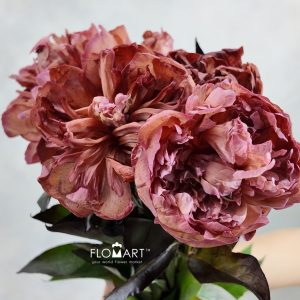 Paeonia VIP Brownies