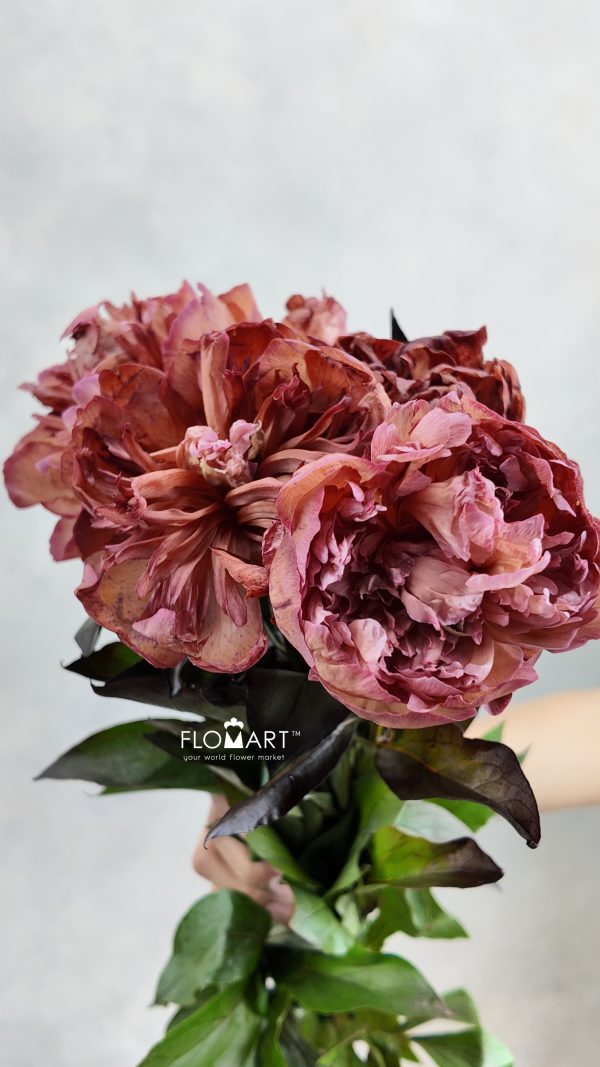 Paeonia VIP Brownies