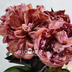 Paeonia VIP Brownies - Image 2