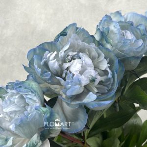 Paeonia VIP Cloudy Sky