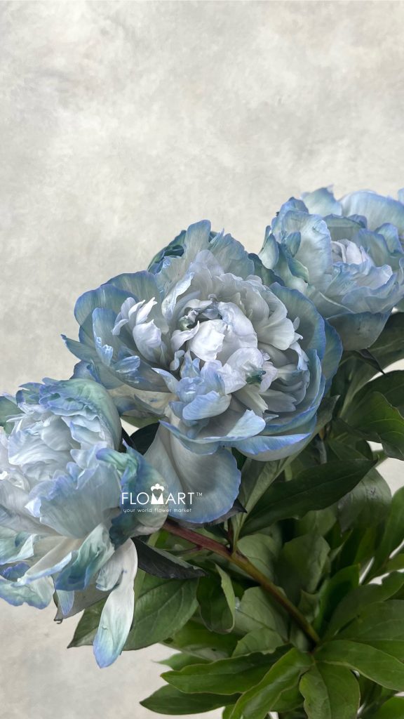 Paeonia VIP Cloudy Sky