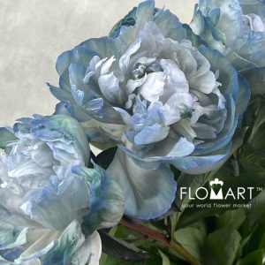 Paeonia VIP Cloudy Sky - Image 2
