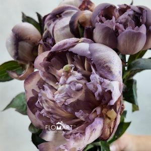 Paeonia VIP Khaki Shades