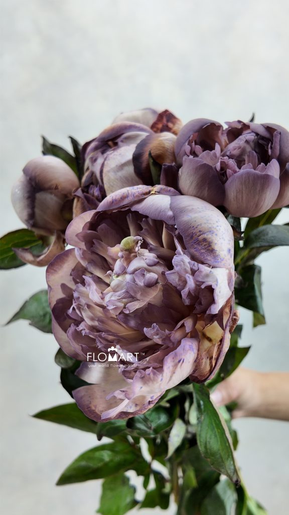 Paeonia VIP Khaki Shades