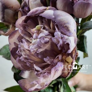 Paeonia VIP Khaki Shades - Image 2