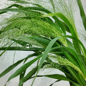 Panicum Fountain