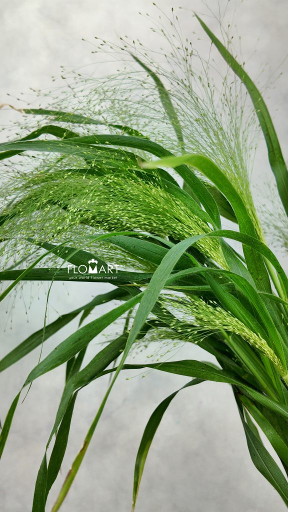 Panicum Fountain