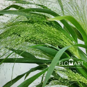 Panicum Fountain - Image 2