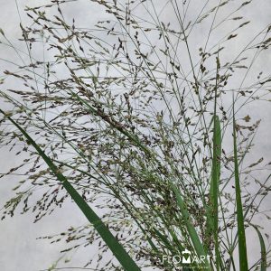 Panicum Warrior
