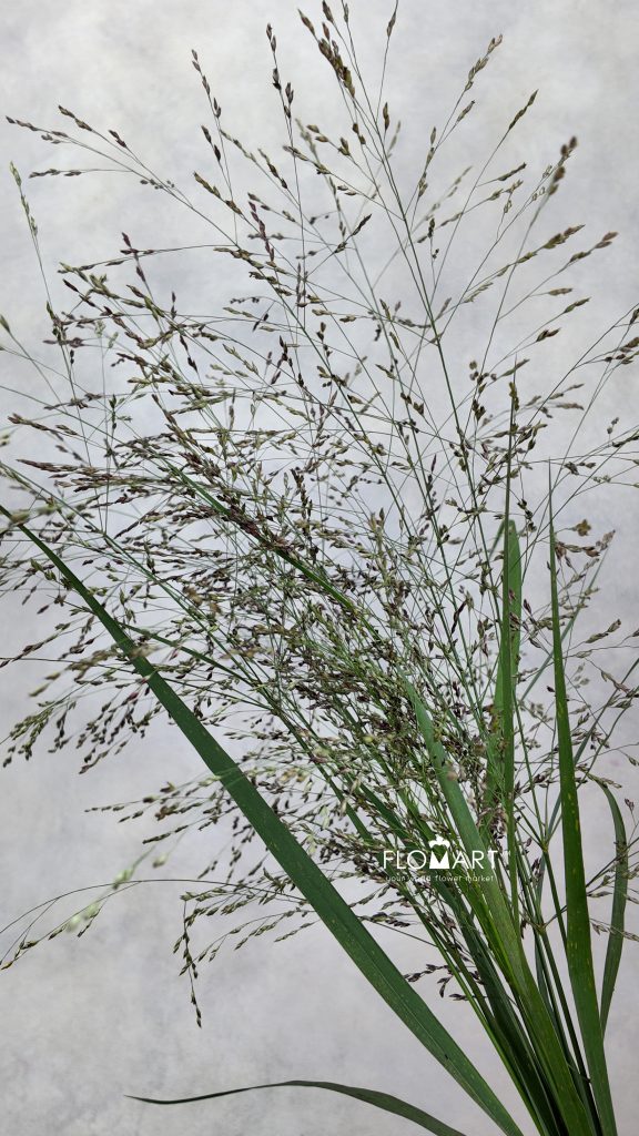 Panicum Warrior