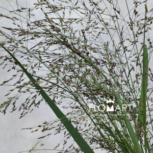 Panicum Warrior - Image 2