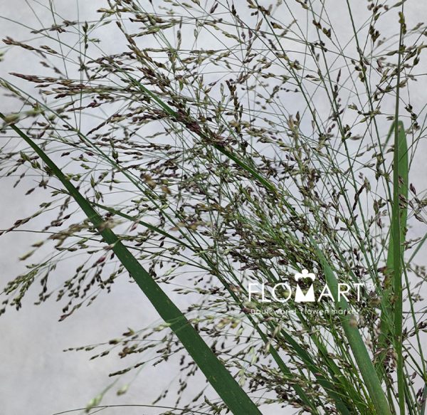 Panicum Warrior