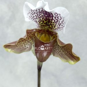 Paphiopedilum Hybride