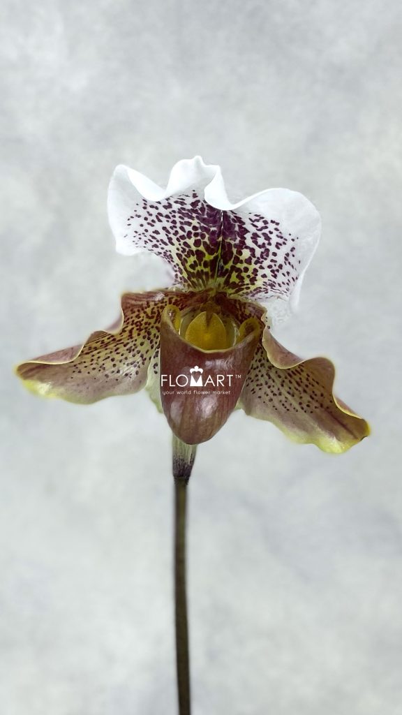 Paphiopedilum Hybride