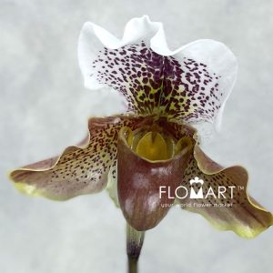 Paphiopedilum Hybride - Image 2