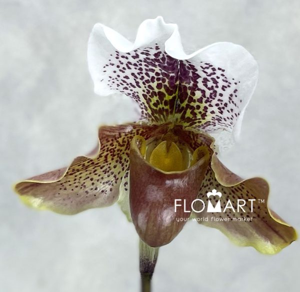 Paphiopedilum Hybride