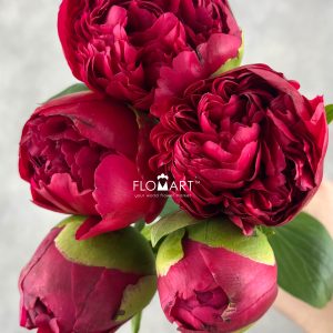 Paeonia Command Performance