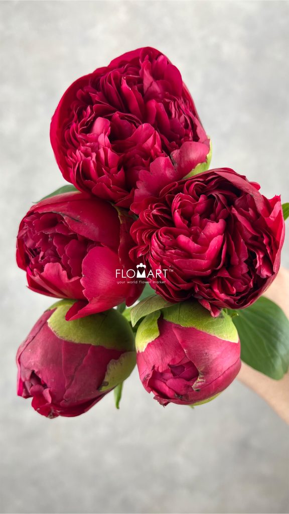 Paeonia Command Performance
