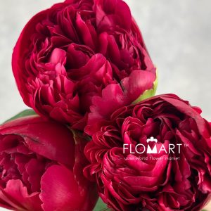 Paeonia Command Performance - Image 2