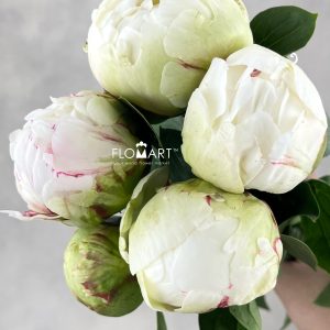 Paeonia Ivory Victory