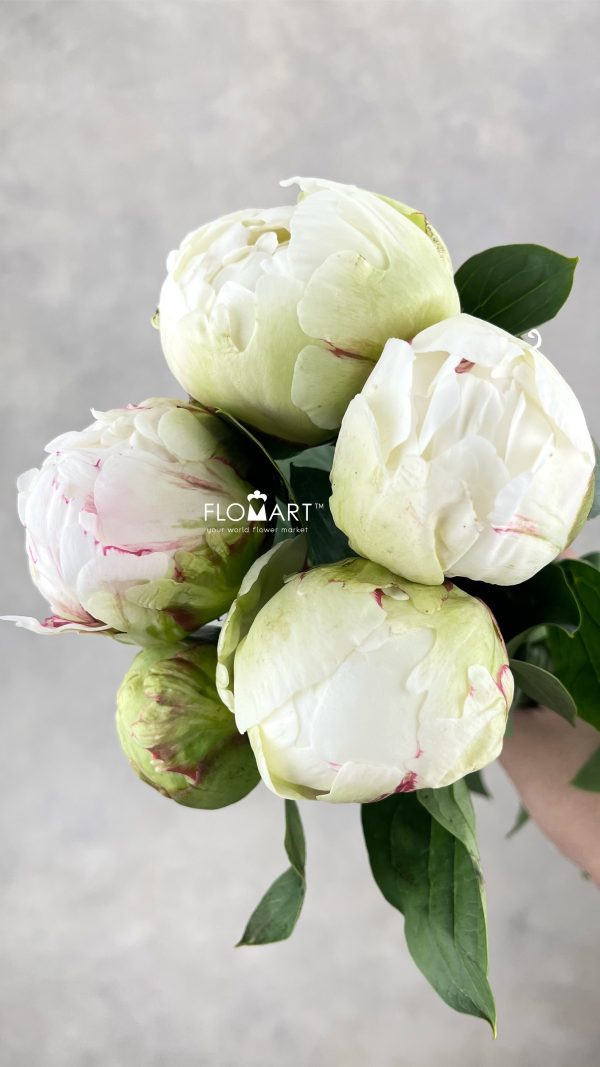 Paeonia Ivory Victory