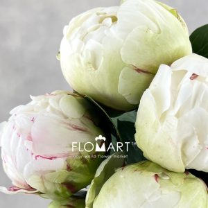 Paeonia Ivory Victory - Image 2