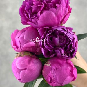 Paeonia Kashoku No Ten