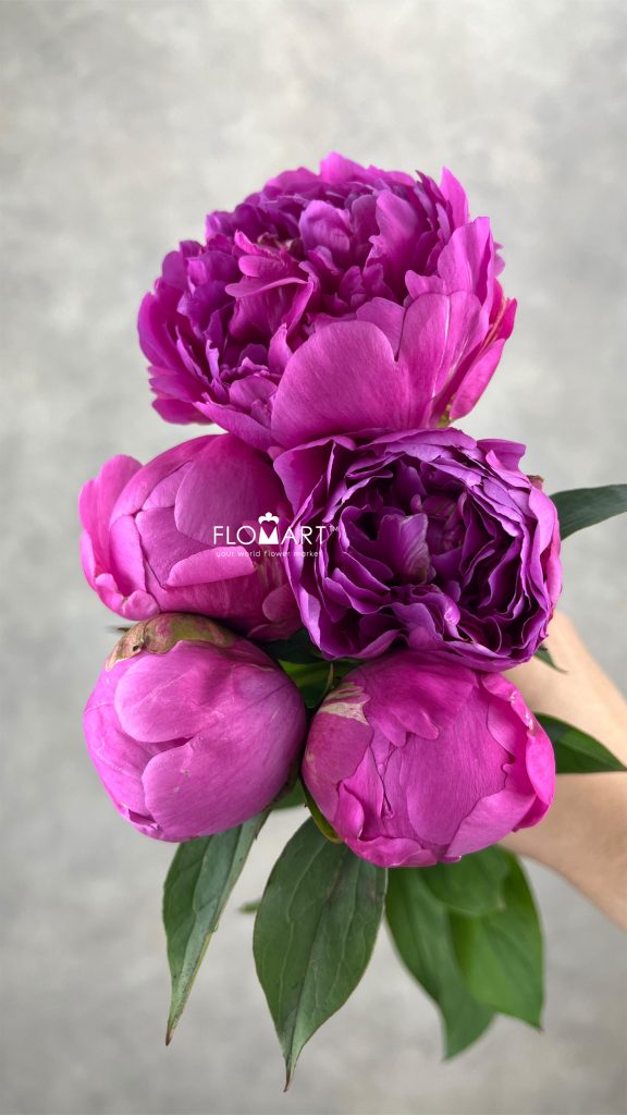 Paeonia Kashoku No Ten