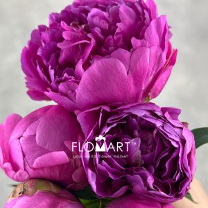 Paeonia Kashoku No Ten - Image 2