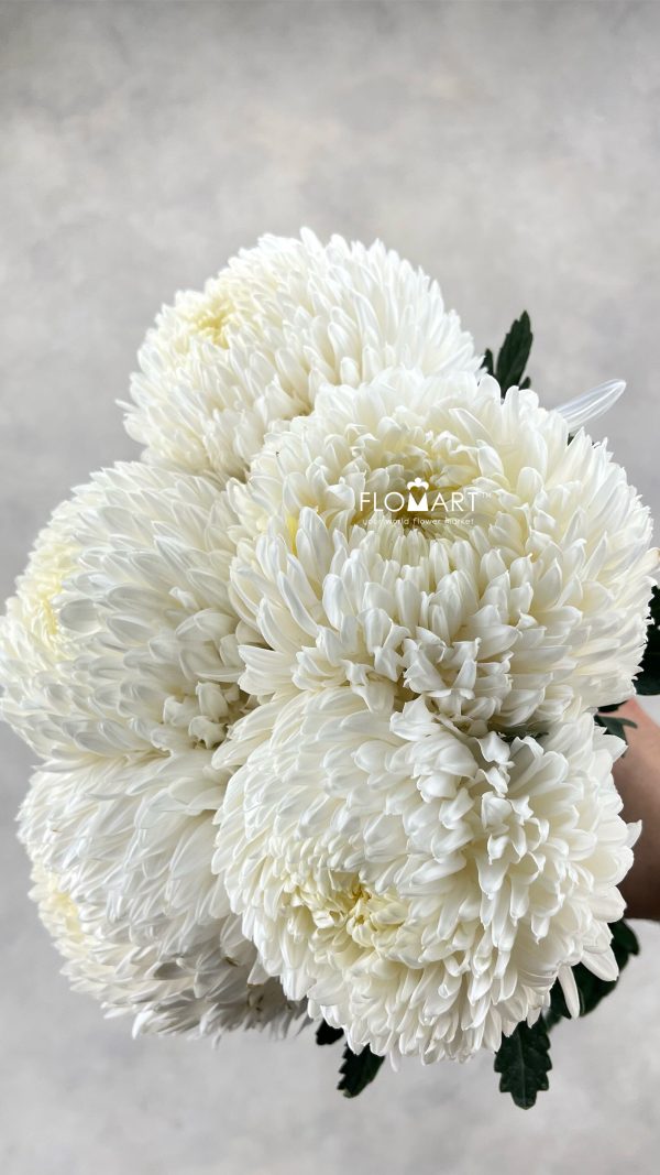 Peony Mum White