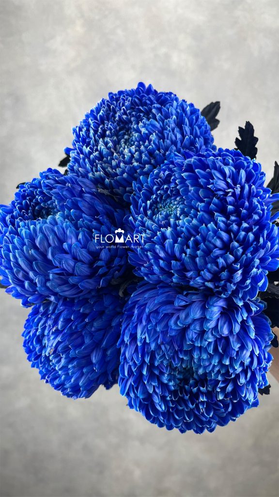 Peony Mum White Dyed Absolute Blue