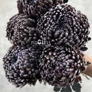 Peony Mum White Dyed Black Coffee