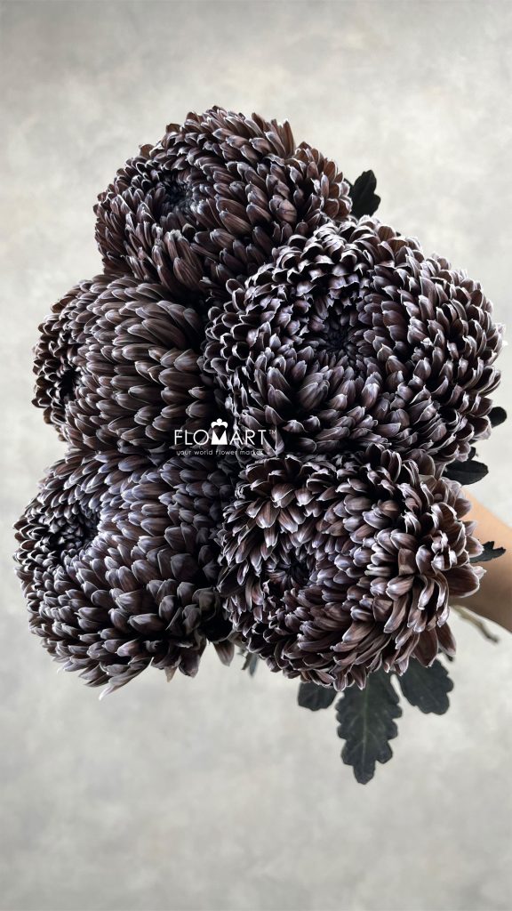 Peony Mum White Dyed Black Coffee