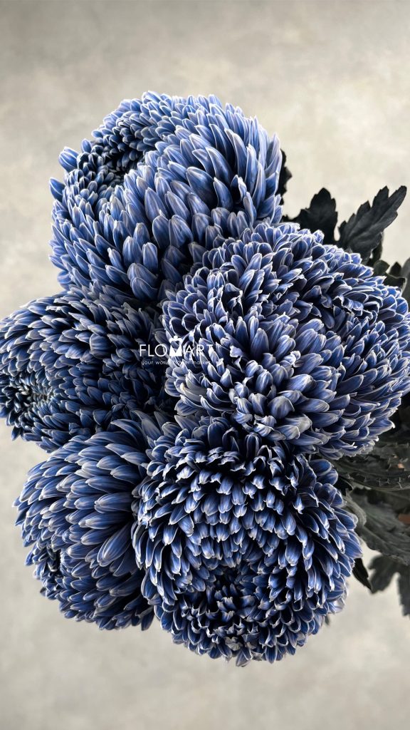 Peony Mum White Dyed Blue Rock