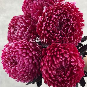 Peony Mum White Dyed Bright Pink