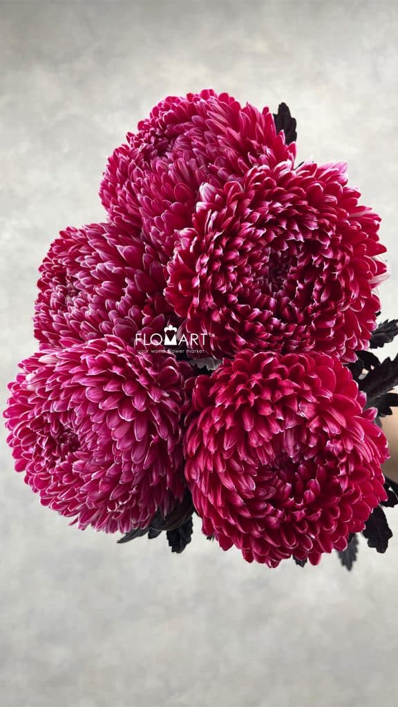 Peony Mum White Dyed Bright Pink
