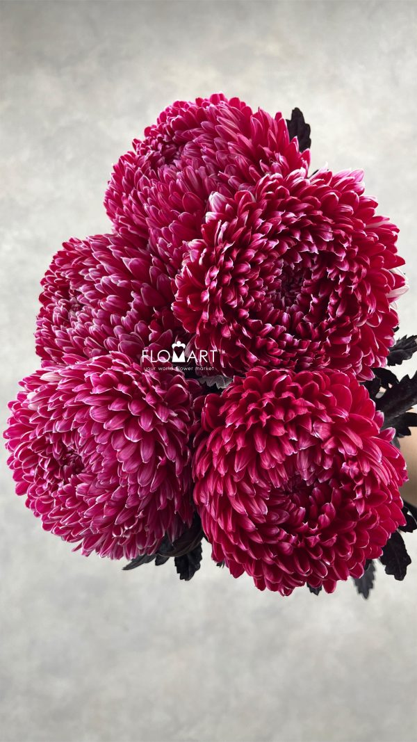 Peony Mum White Dyed Bright Pink