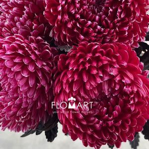 Peony Mum White Dyed Bright Pink - Image 2