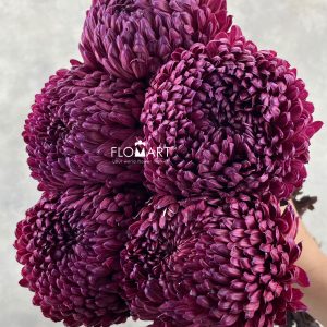 Peony Mum White Dyed Burgundy Red