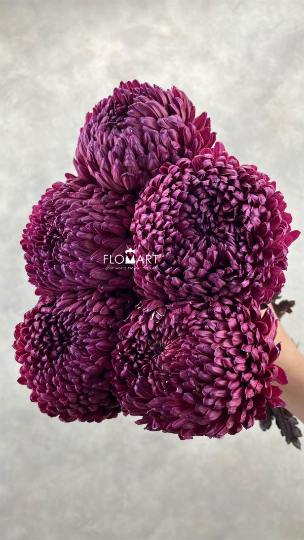 Peony Mum White Dyed Burgundy Red