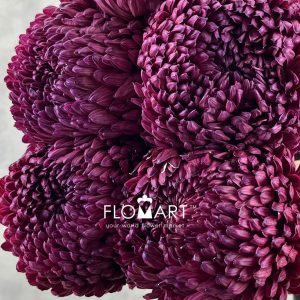 Peony Mum White Dyed Burgundy Red - Image 2
